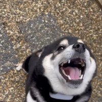 口角が上がる犬