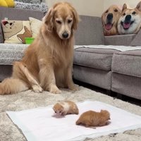 見守るおからちゃん