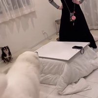 「かかってこい！」