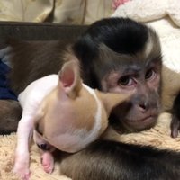 猿の腕に頭を乗せる子犬