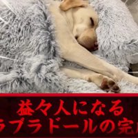 寝姿も人間みたい！？