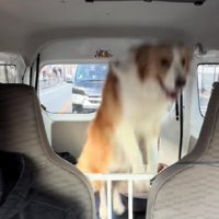 後部座席で大喜び♪