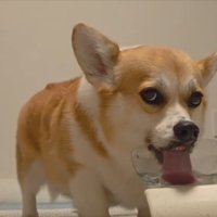 お茶目
