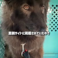 怯えた様子のウルフドッグ