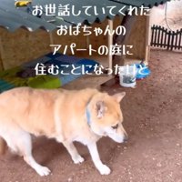 自分の小屋の近くを歩く犬