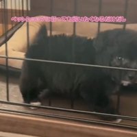 ケージの中から見つめる犬