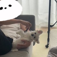 寝てブラッシングされる犬1
