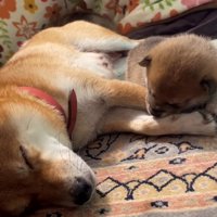 腕にしがみつきながら眠る子犬