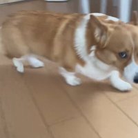 歩く犬