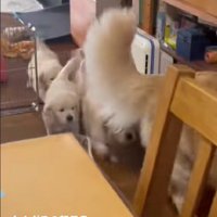 たくさんの子犬たち！！