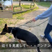 「パパがいる気がする…どこ？」