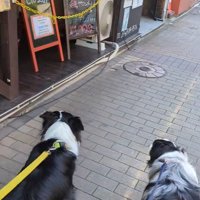 ママの機嫌が悪い時のワンコたちの行動2