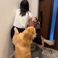 ちあちゃん＆ひまわりちゃんの熱烈歓迎2