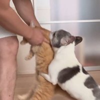 飼い主がもちあげようとした猫にしがみつく犬