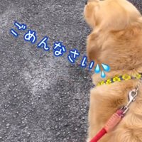 離れた場所から犬を見る男の子