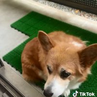寂しそうなくぅちゃん1
