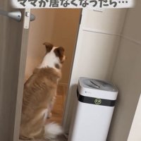 玄関に座っている犬