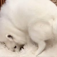 ベッド