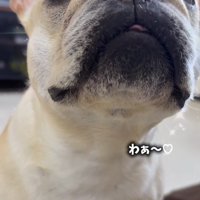 飼い主を見上げながら鳴き声をあげる犬
