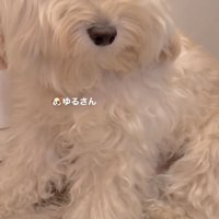 横目で見つめる犬