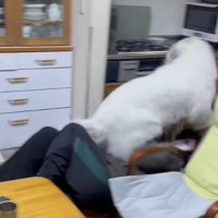 体当たりでお出迎え