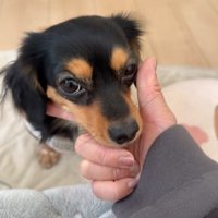 指に顎を乗せる犬