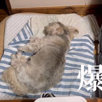 気持ち良さそうにお昼寝