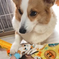 腕にお手する犬