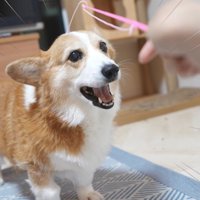 犬の頭に猫じゃらしを乗せる女の子