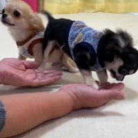 褒めちぎるおばあちゃん
