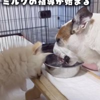 ガブガブ！！