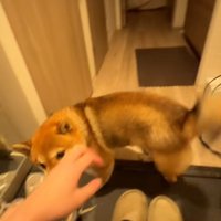 尻尾を振るイブキくん