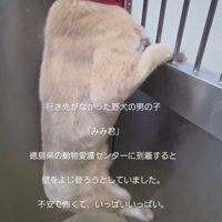 野犬として生まれたみみくん