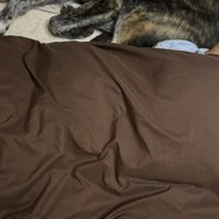 「ZZZ…」