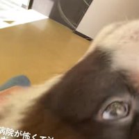 可愛い鳴き声が響き続けていた…