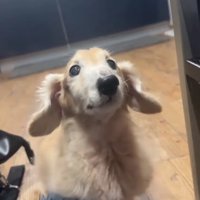 飼い主さんを見つめるれっくすくん