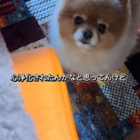 ちょっちゃんの年越し⑩