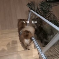 階段を降りる犬