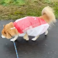 意気揚々と散歩を満喫