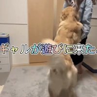 ギャルに飛びつく犬