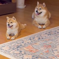 横を見る2匹の犬