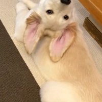 飼い主さんを見るWILLくん