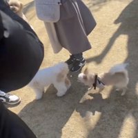 知らない犬ばかり