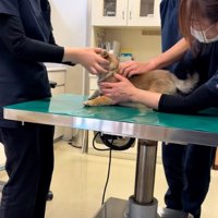 注射直前の子犬さん