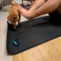 筋トレ中の飼い主の足元にあるボールを取ろうとする犬