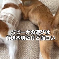 おもちゃの取り合いで活躍！？