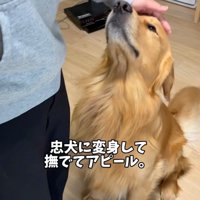 忠犬に変身したアルトくん
