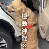 立ち止まる犬
