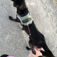散歩する犬