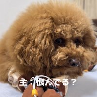 伏せて見つめる犬